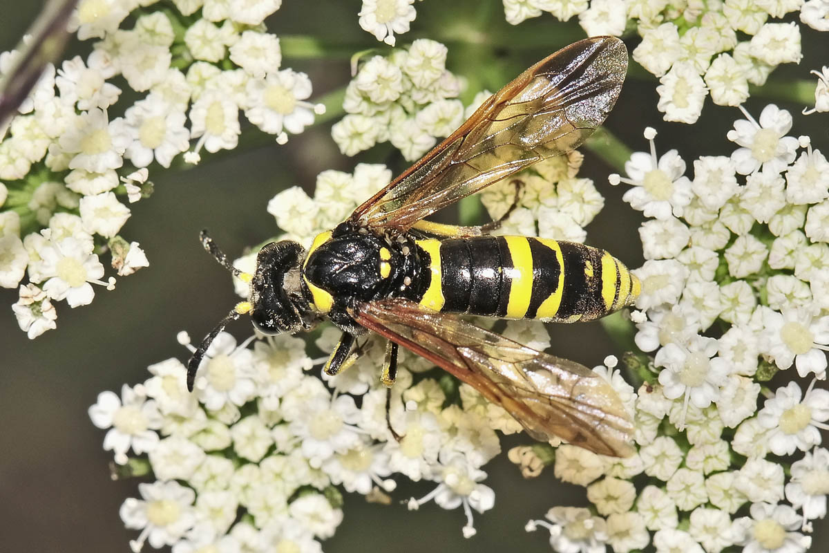 Tenthredinidae N 8: possibile Tenthredo marginella